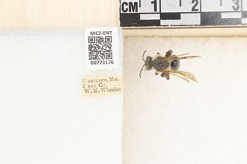 Media type: image;   Entomology 773176 Aspect: Labels